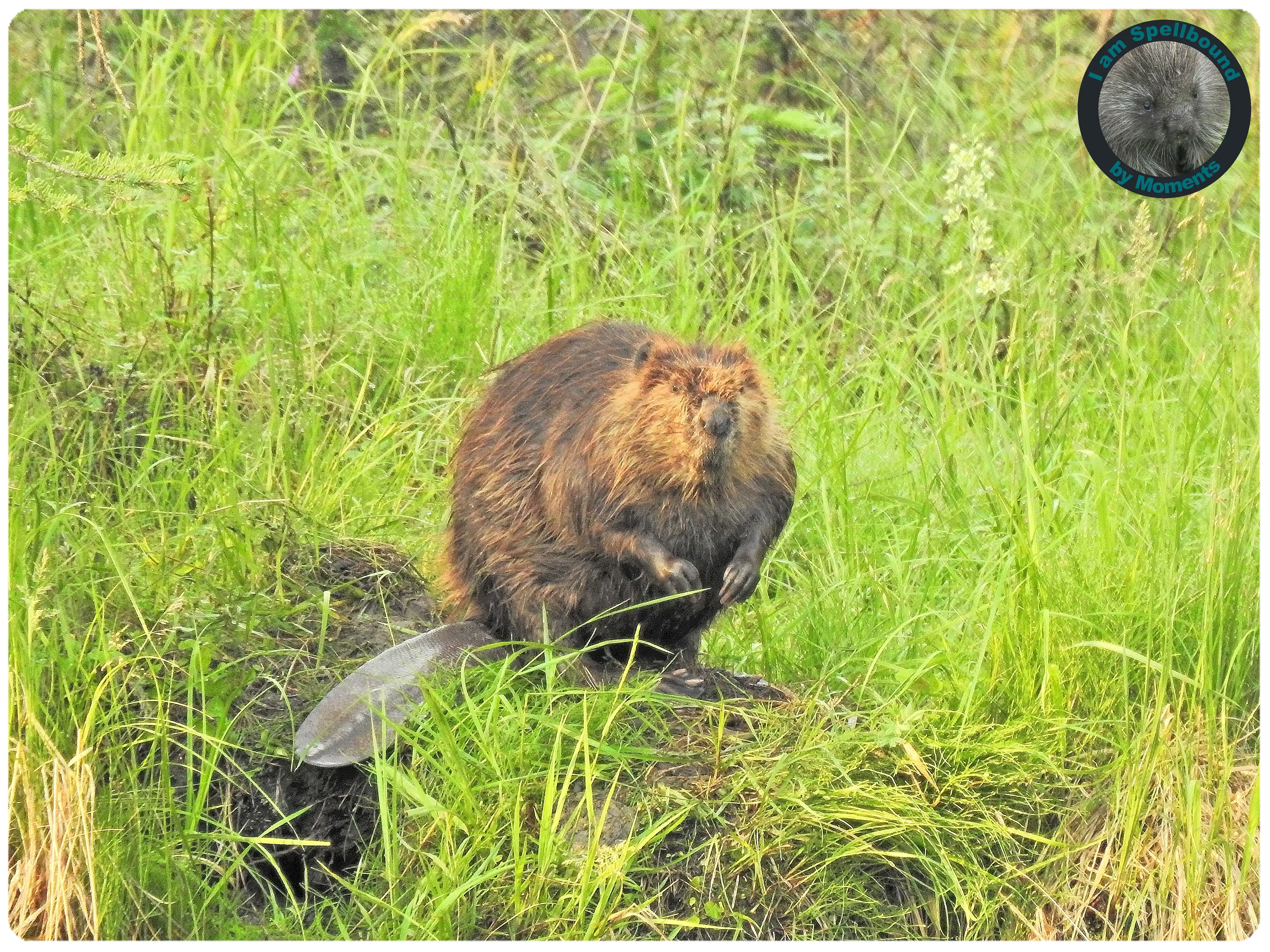 beaver