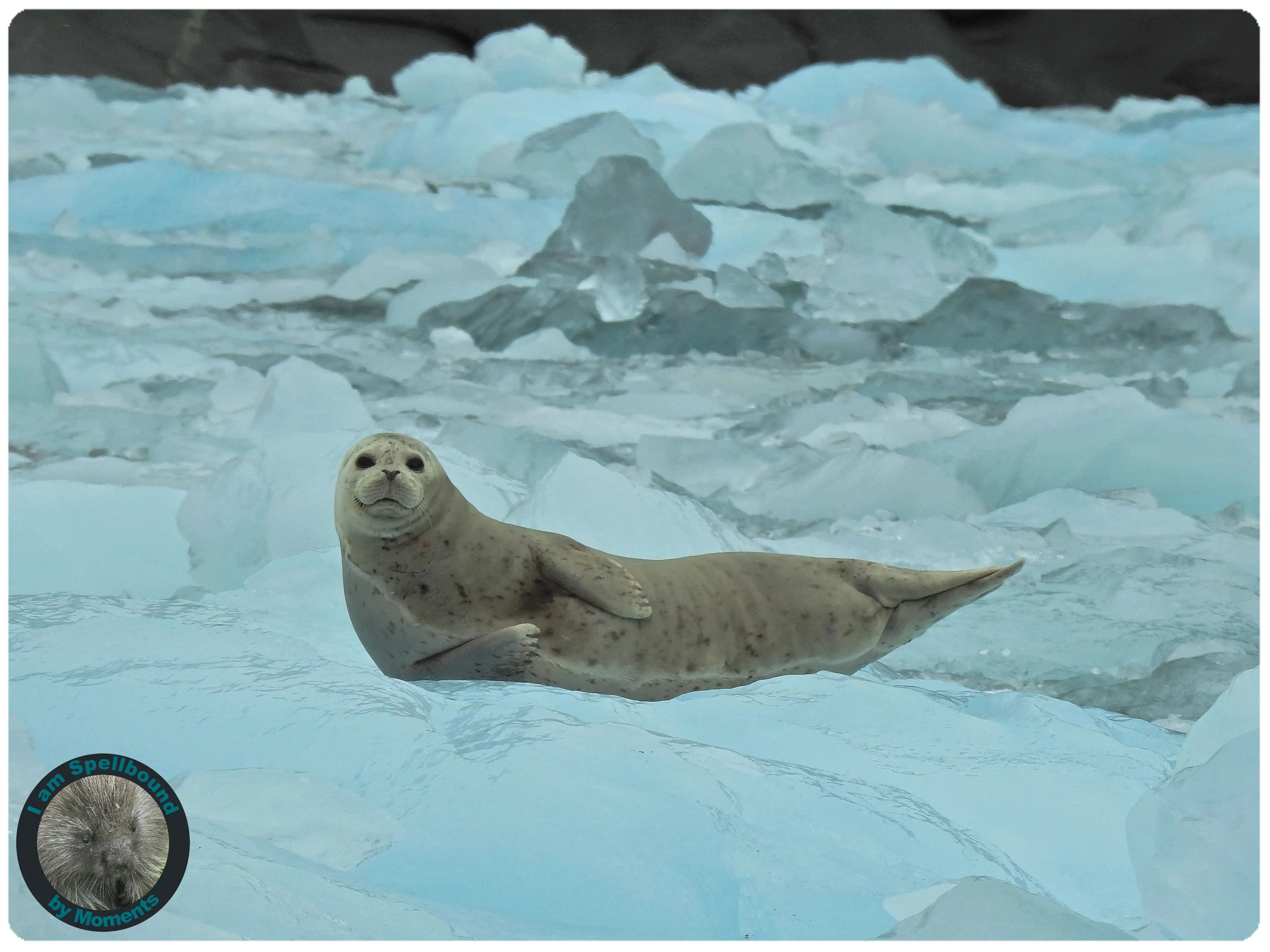 seal