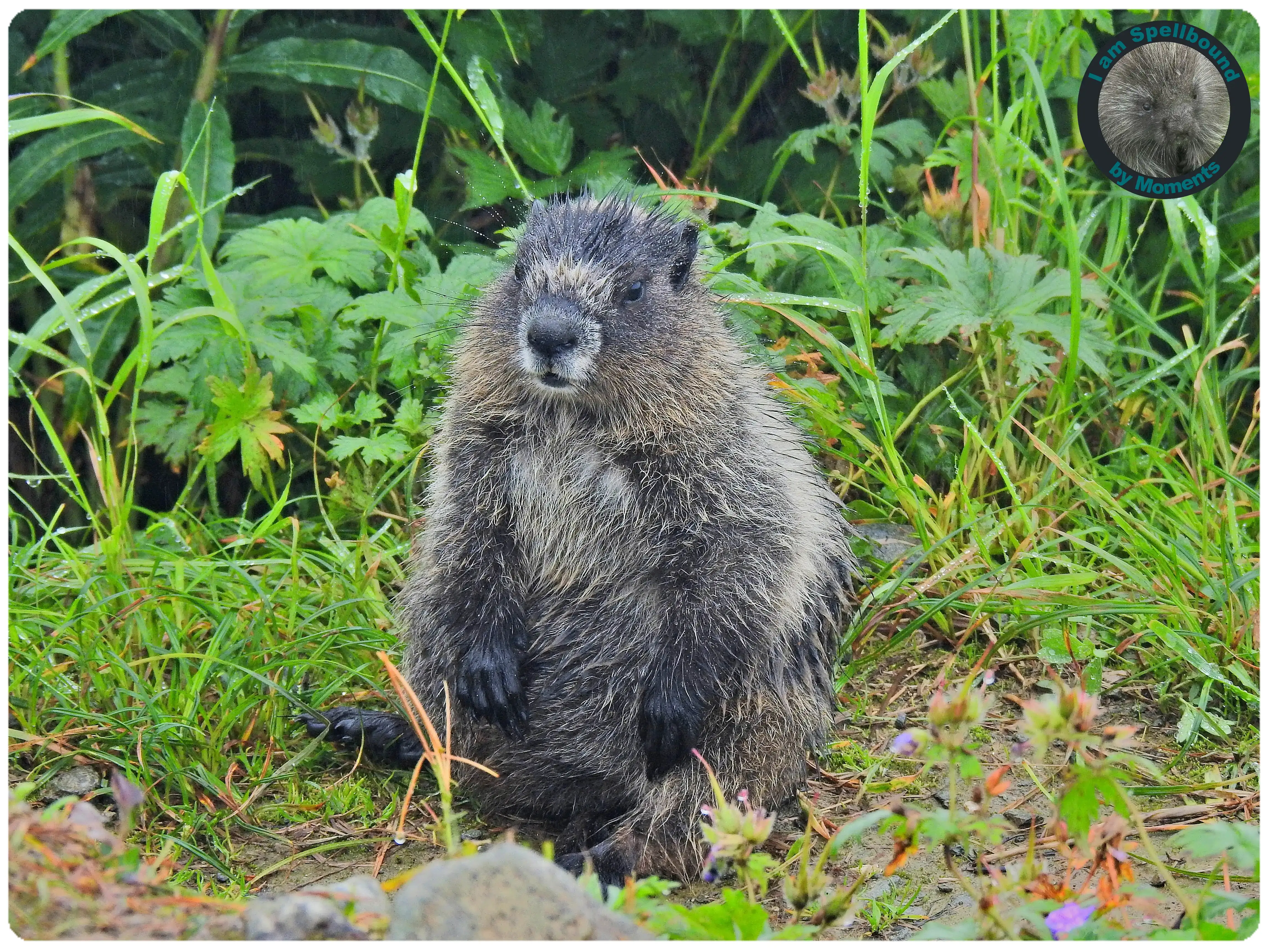 marmot