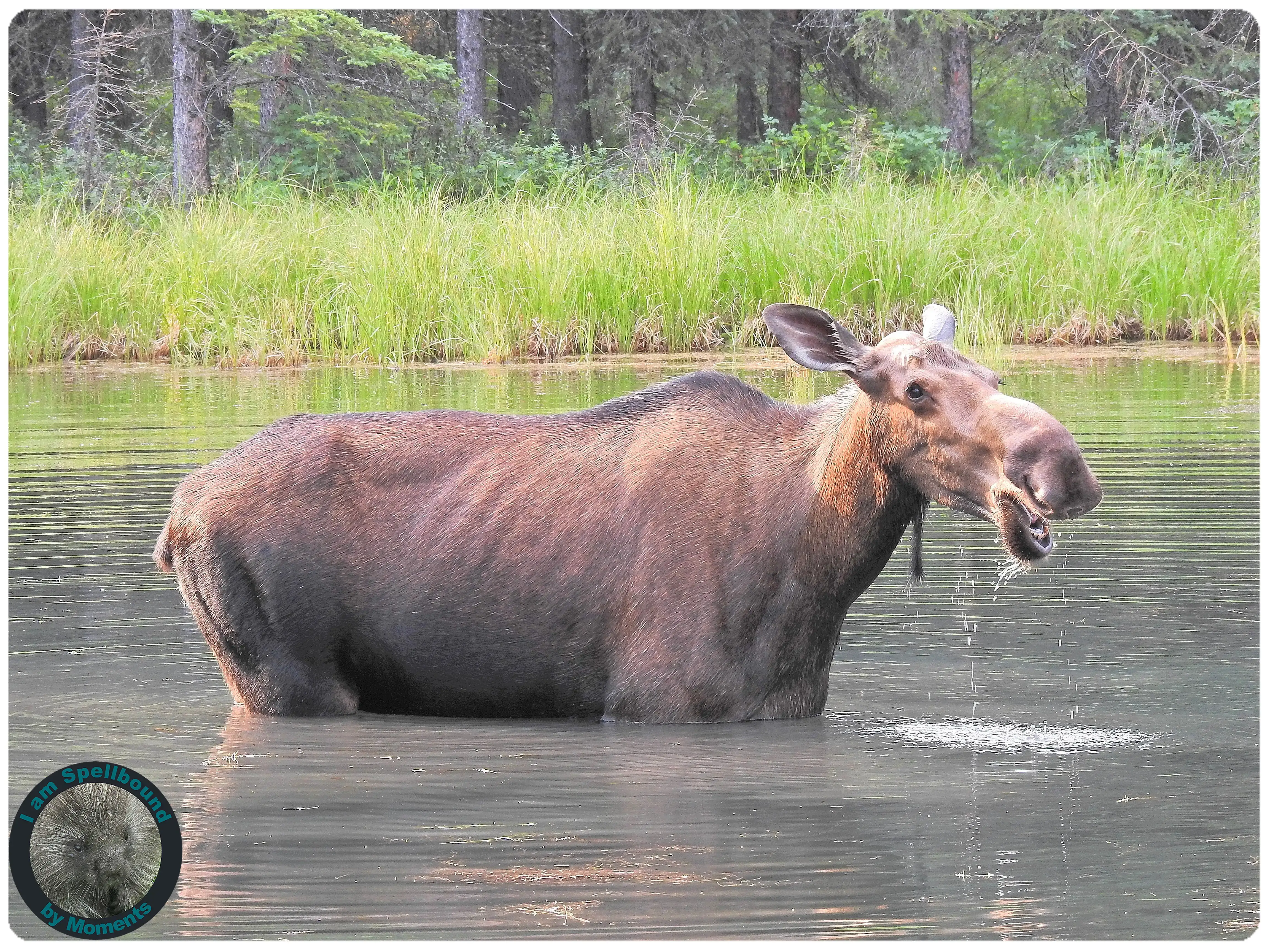 moose
