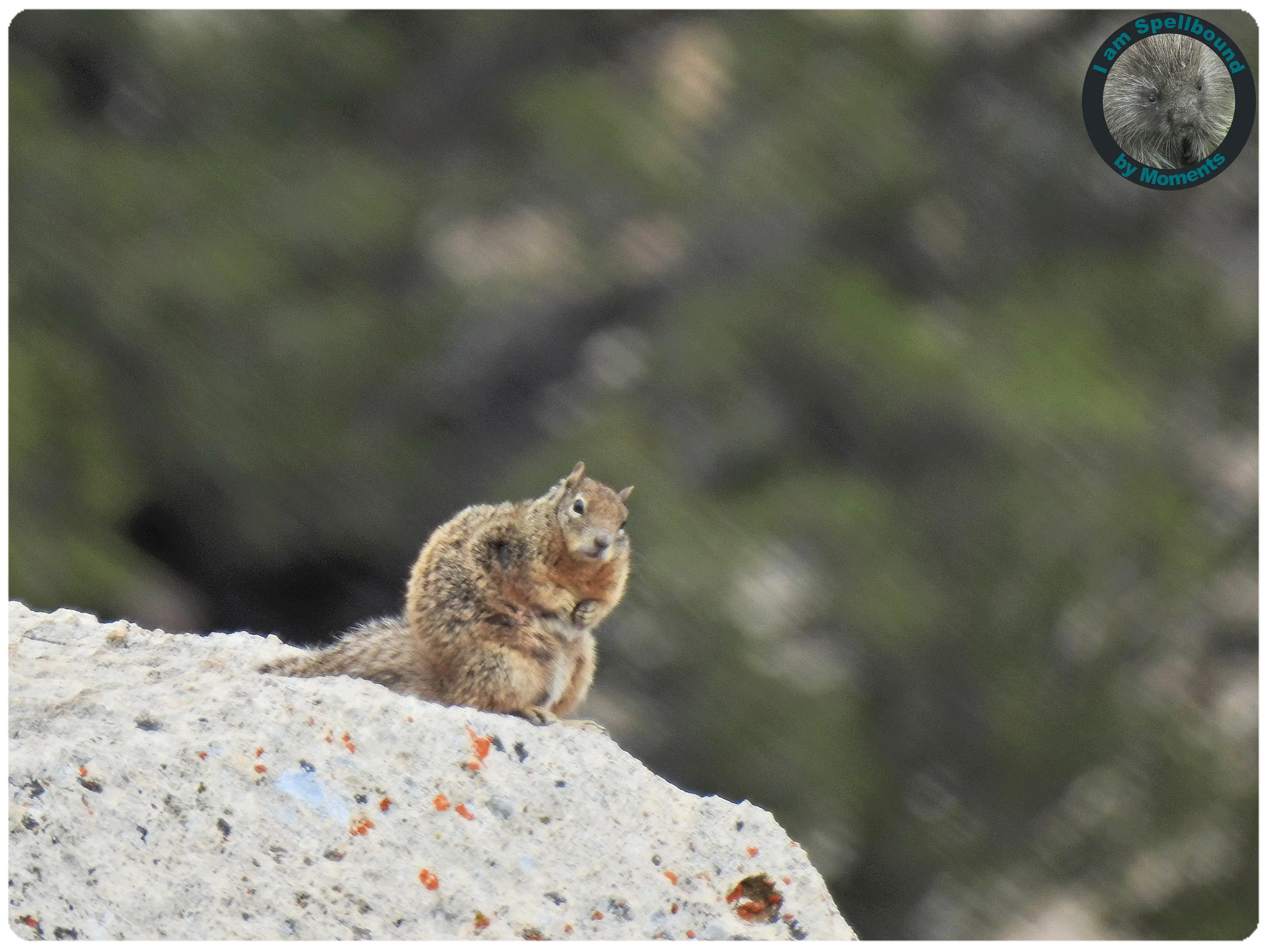 not-happy-chipmunk