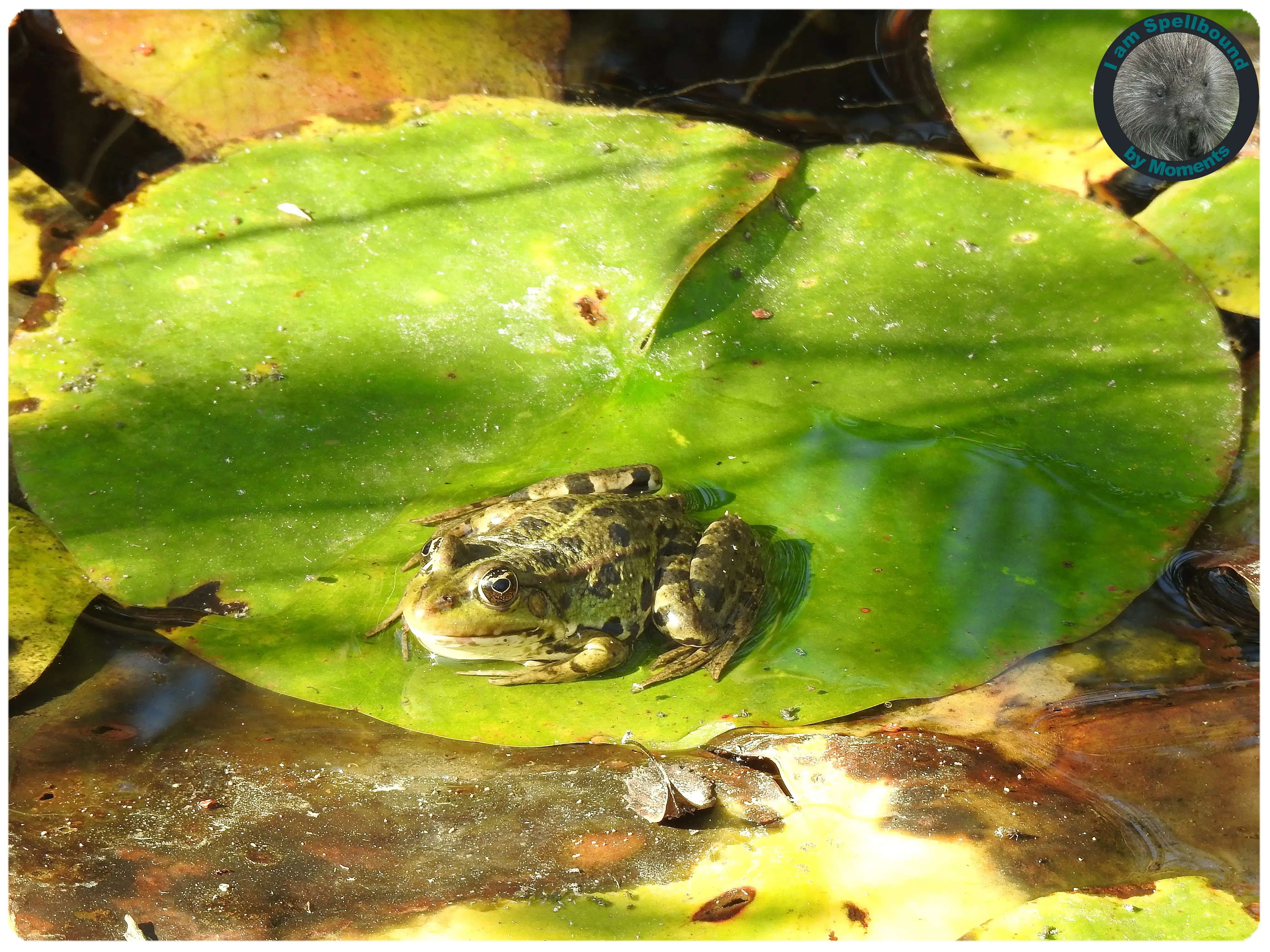 edible-frog