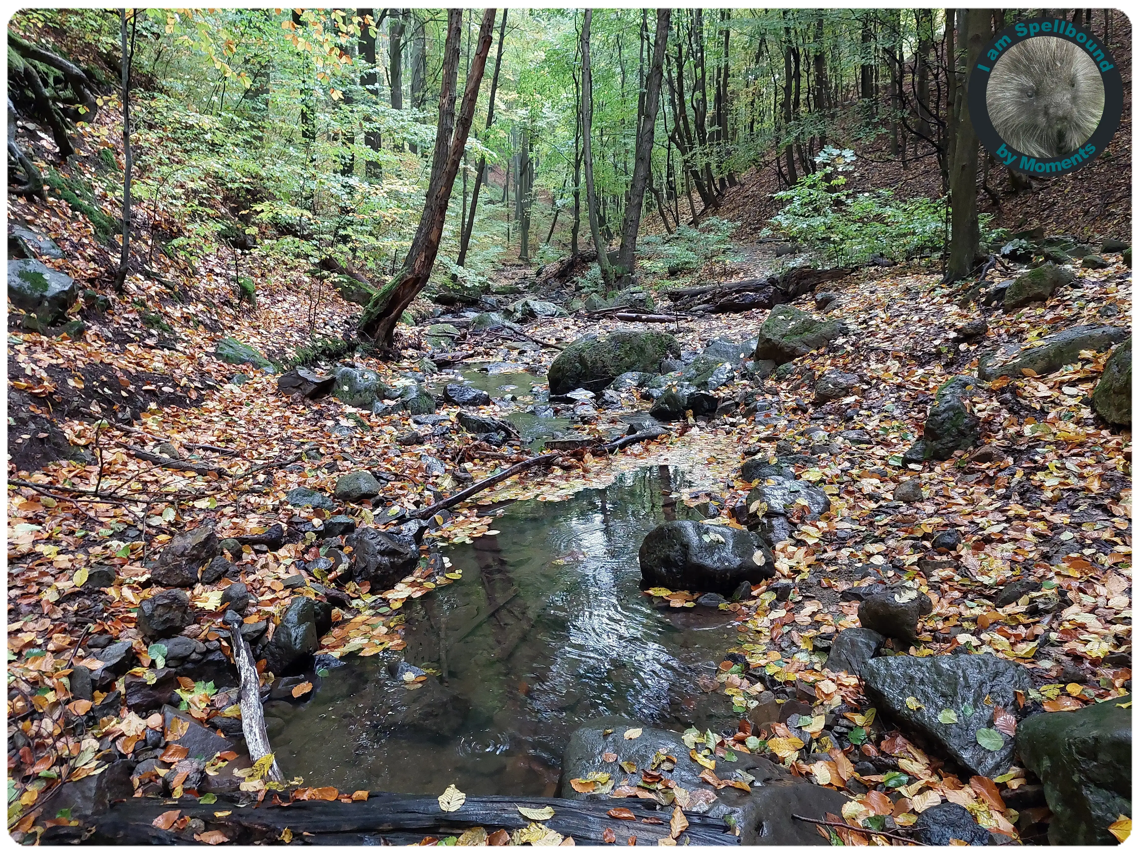 hungarian-forest-fall