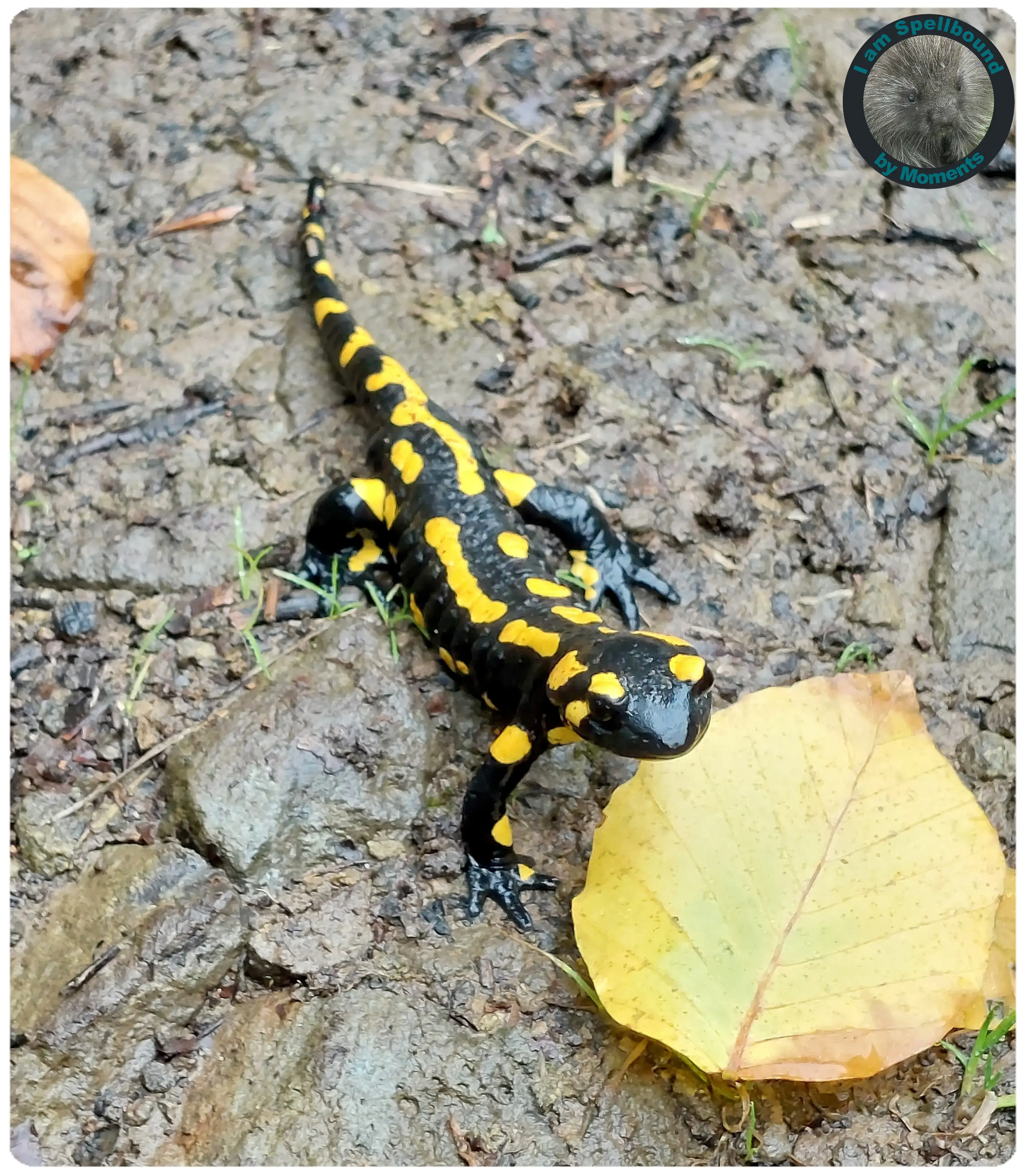 fire-salamander