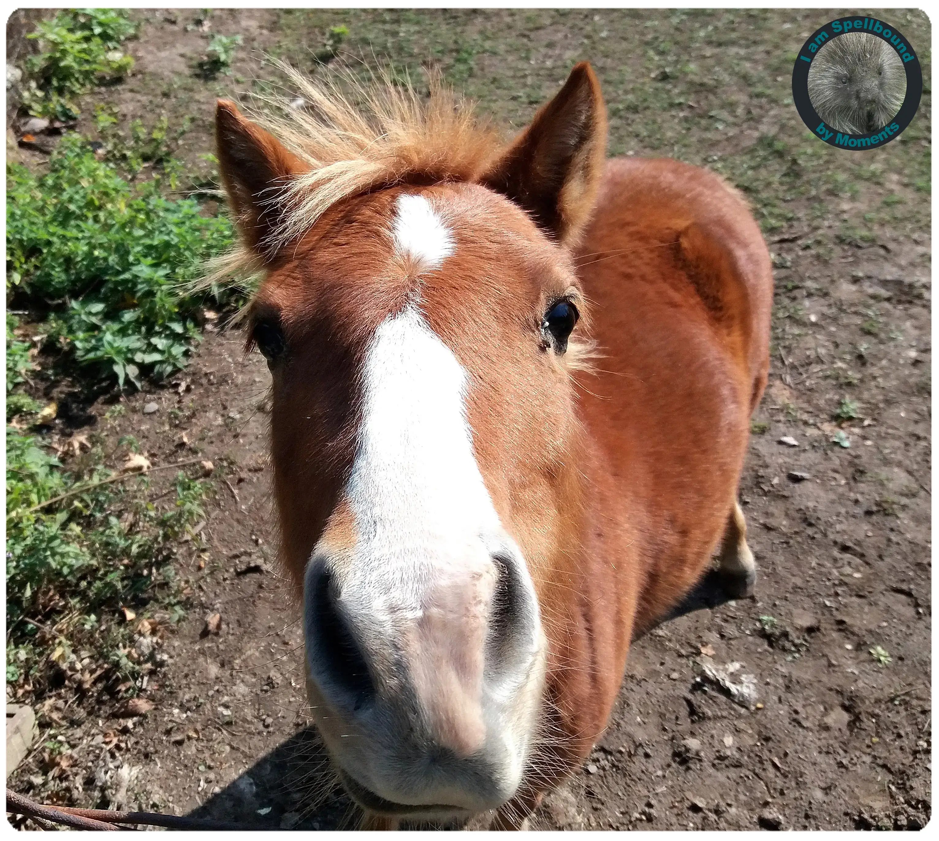 pony
