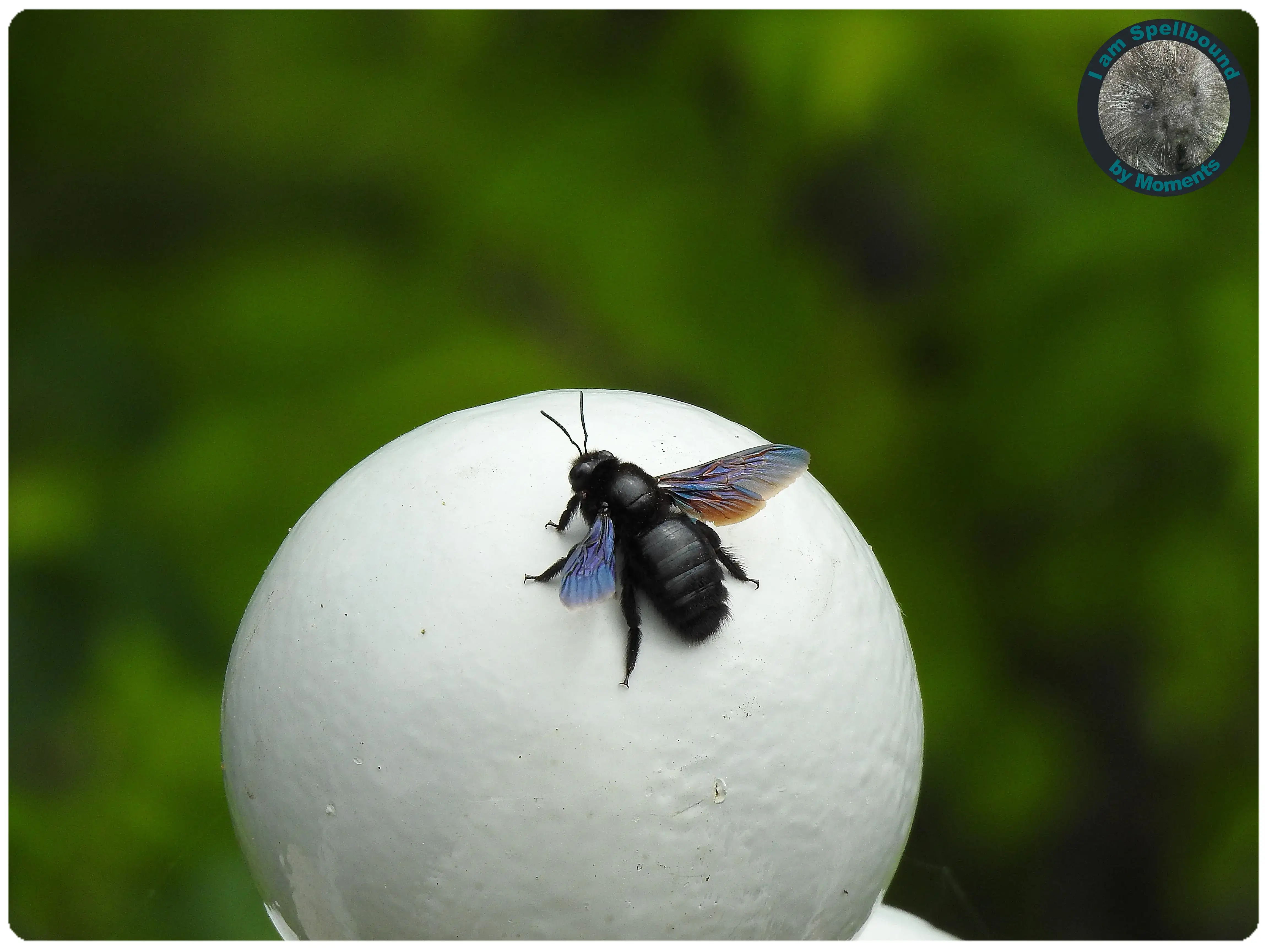 carpenter-bee