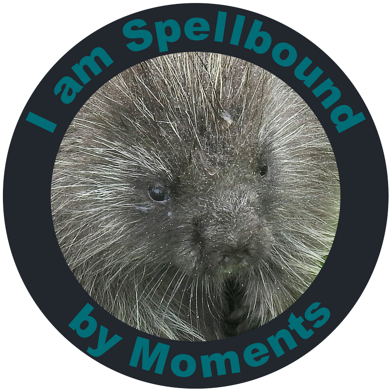 spellbound-logo