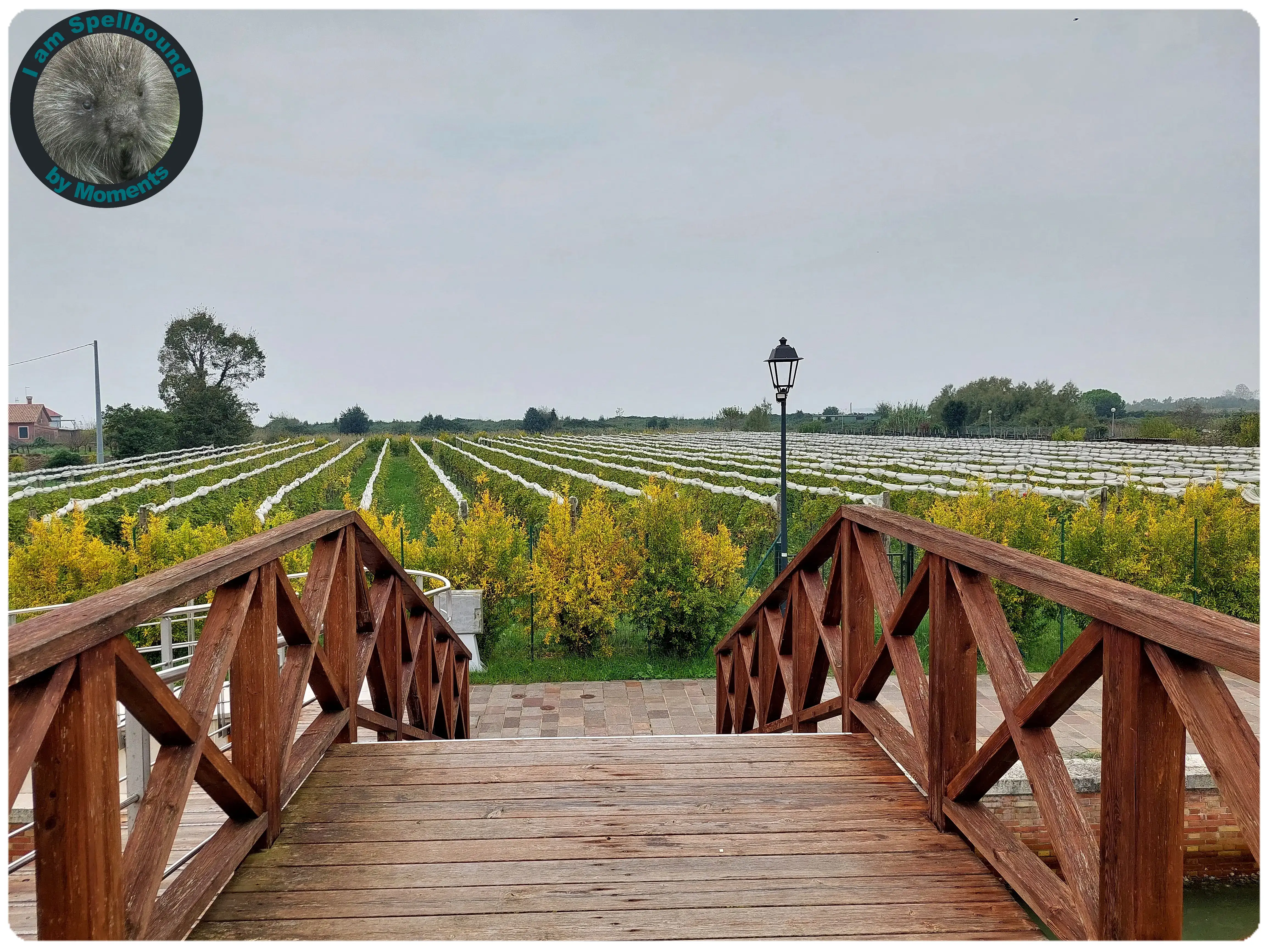 vineyard