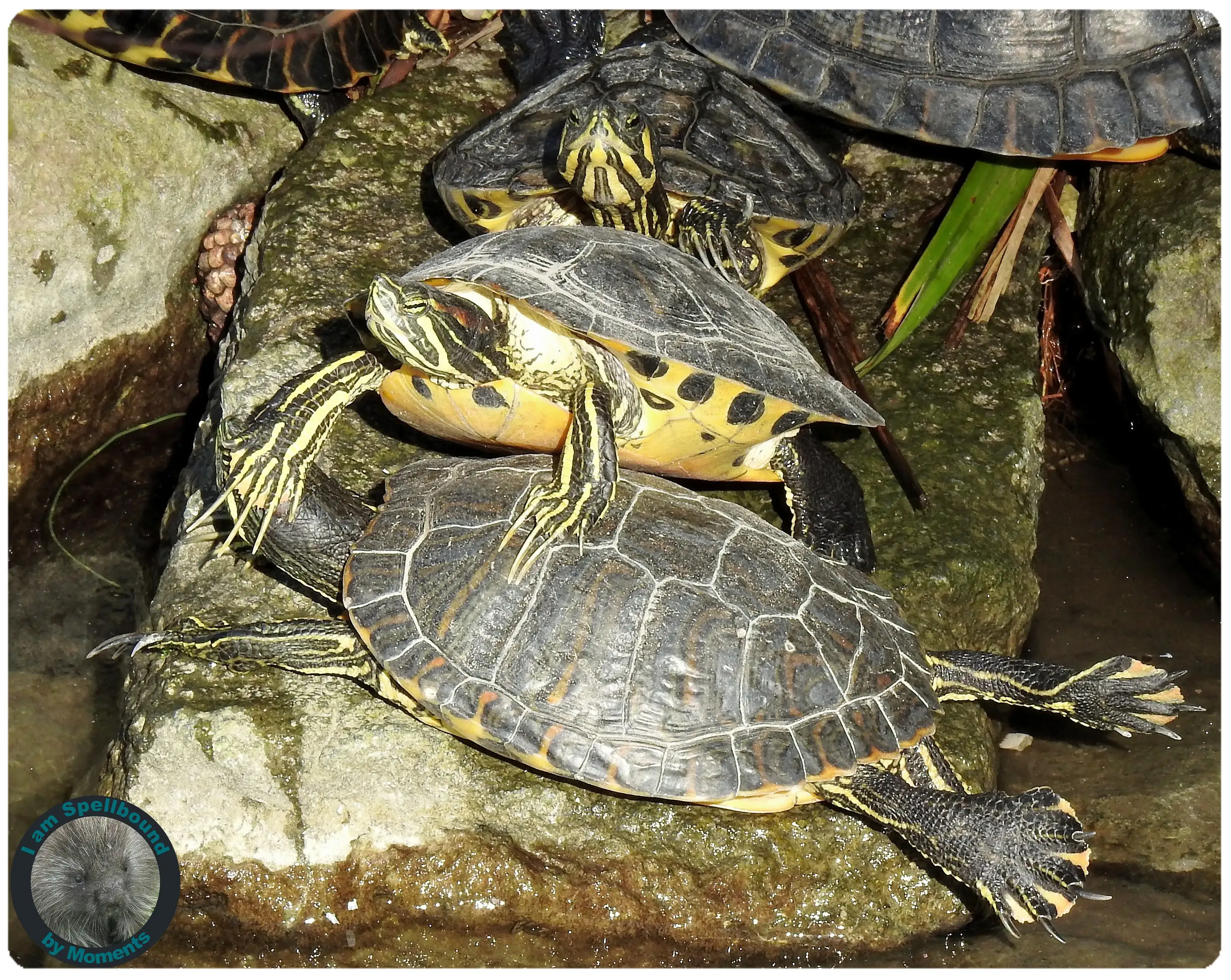 turtles-part-2