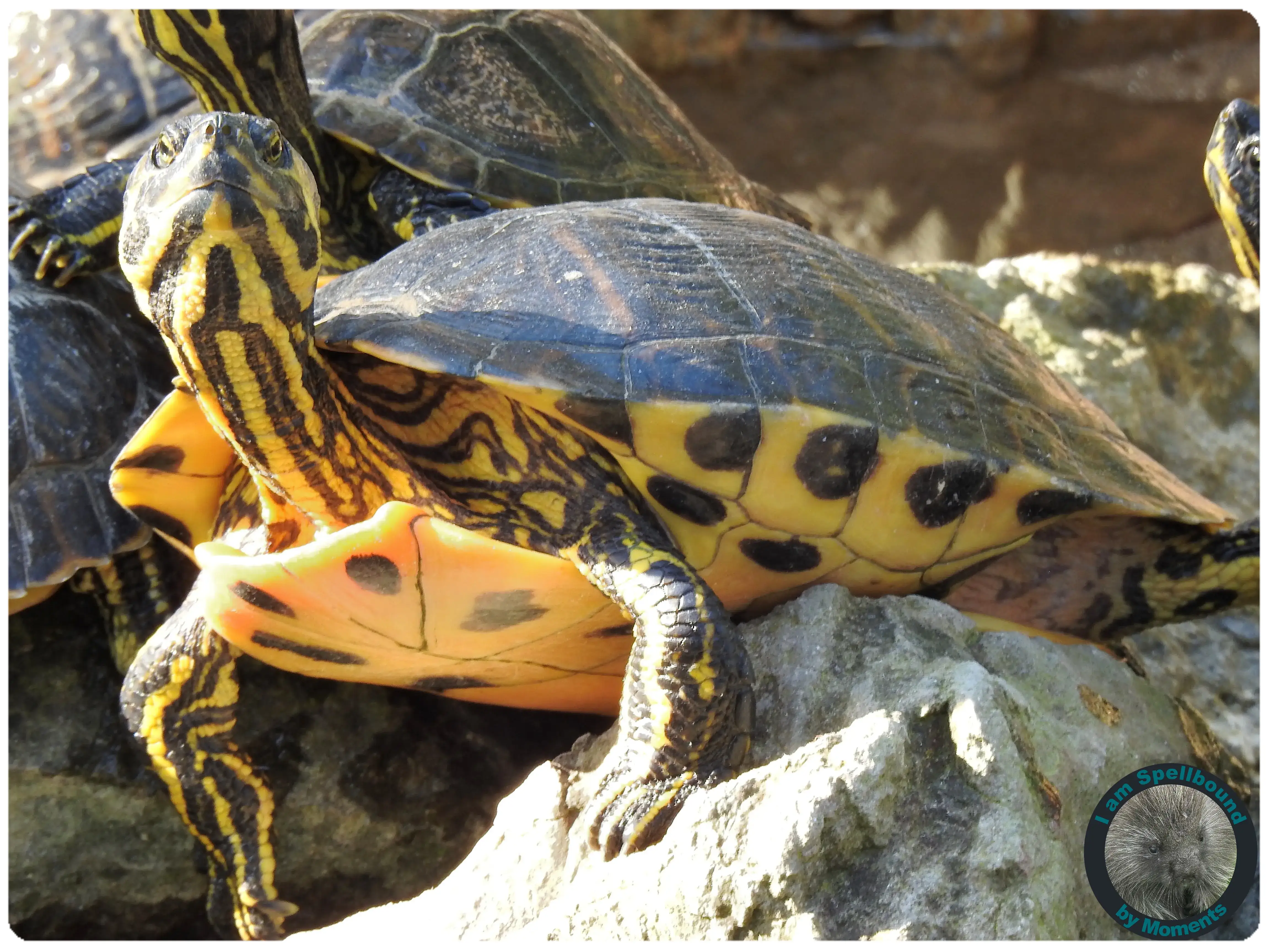 turtles