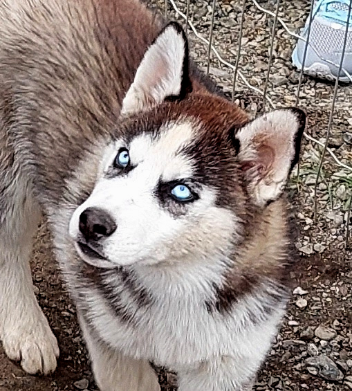 husky